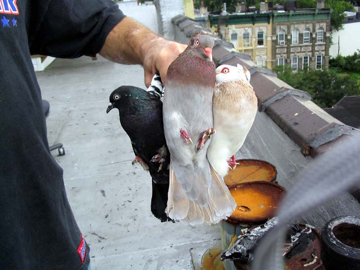 Pigeon Water Bottle