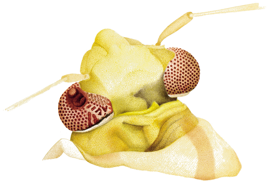 Soft bug (Miridae) collected in 1988 near the nuclear-power plant Gösgen, Switzerland. Partially irregular facets with large lump growing out of the left eye.