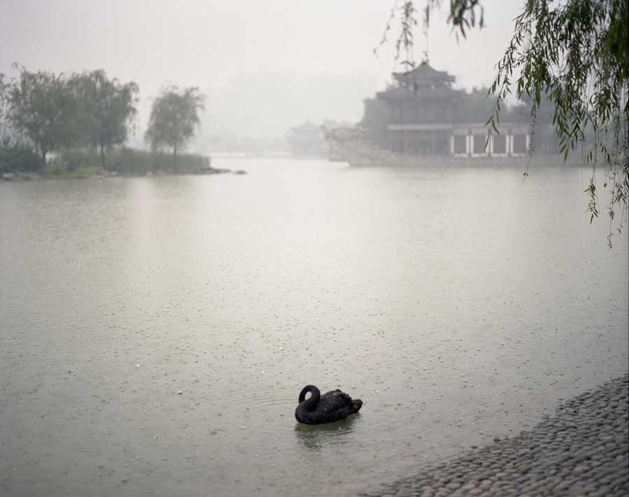 Black Swan, Xi'an, Shanxi Province