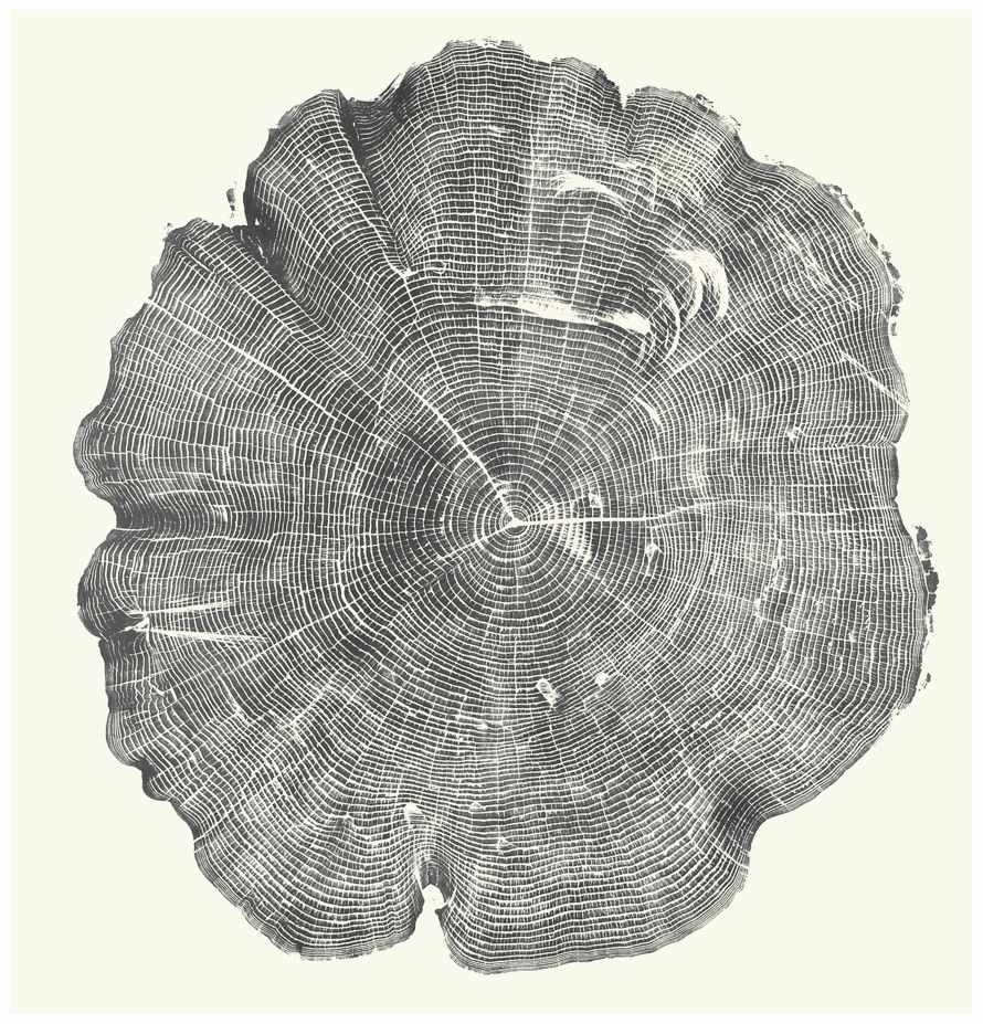 Ash, 2003, 82 years printed. 