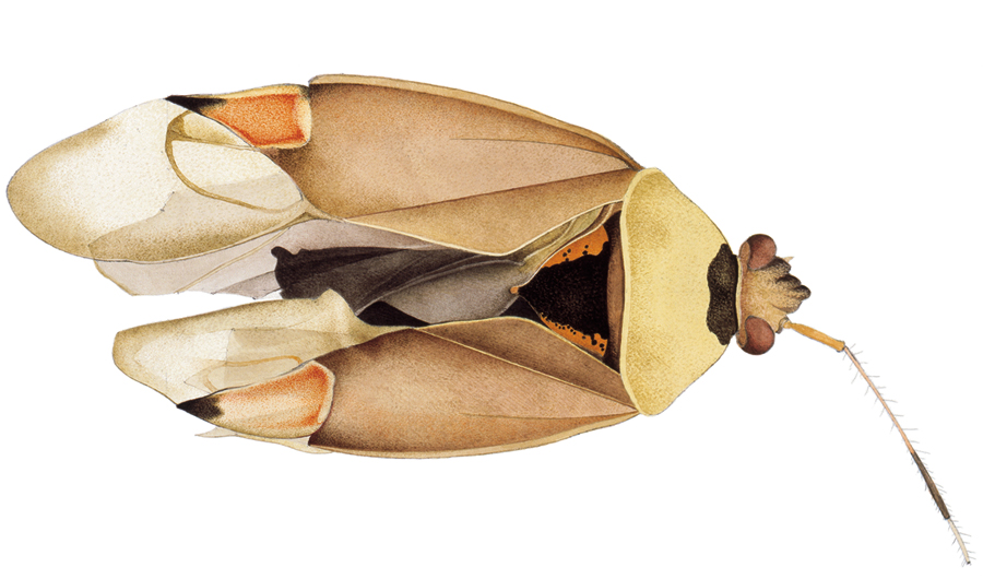 Soft bug (Miridae) collected in 1988 near the nuclear-power plant Gösgen, Switzerland. Differently sized and proportioned wings (the lacking left feeler could have been lost mechanically).