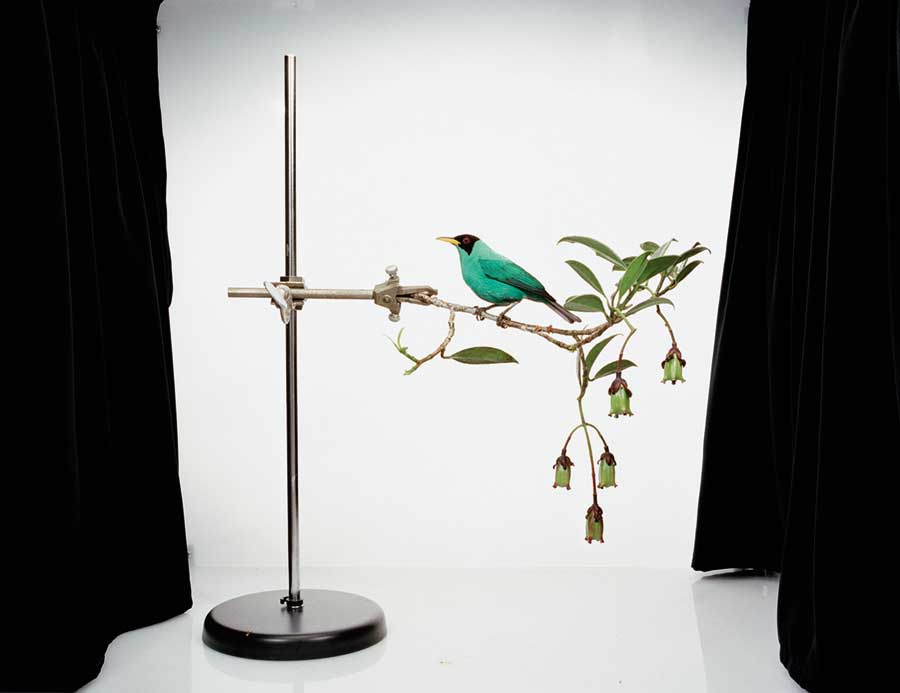 Chlorophanes spiza, 2010