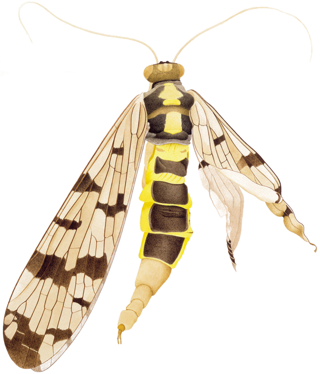 Heavily deformed scorpion fly (Panorpa communis) from Reuenthal, Switzerland, near the nuclear-power plant Leibstadt (1988).