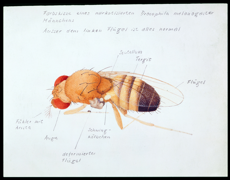 Drosophila melanogaster. The left wing is a little clump. Watercolor, Zürich 1987.