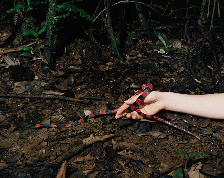 On Forest Floor, 2006