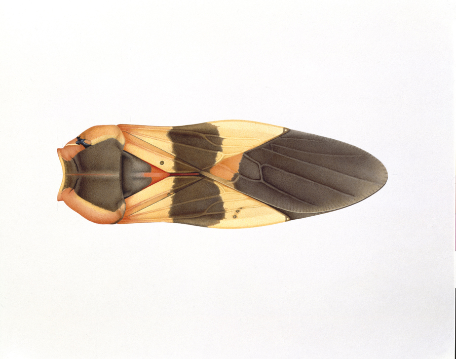 Seed bug from Springdale, Utah. Dark spots and a hole on the wings. Watercolor, Zürich 1998.