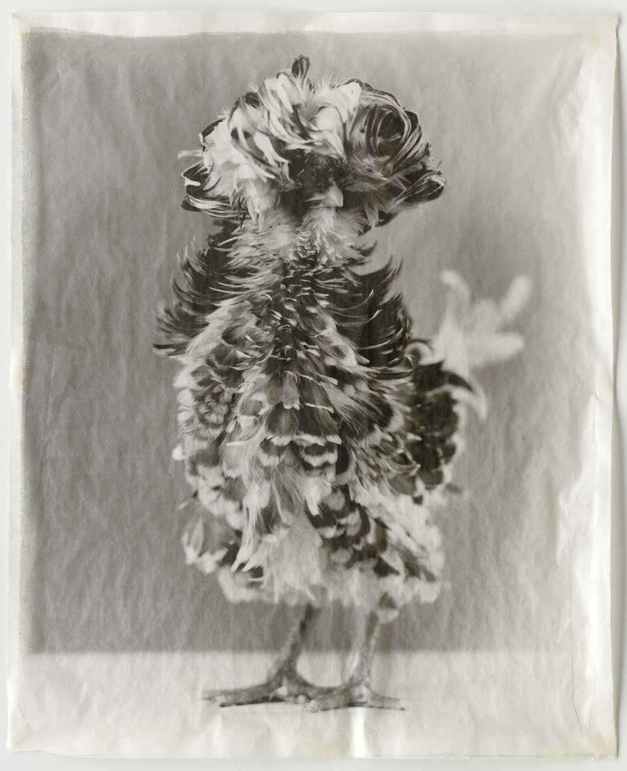 Variegated #19, 2008