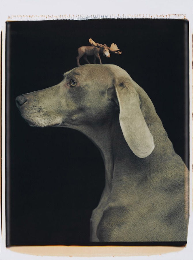 Moosehead
Color Polaroid, 24