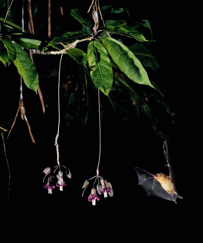 Nocturnal Visitor, 2008