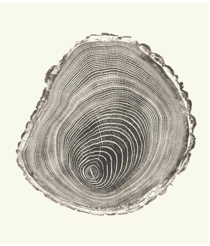 Compression Wood, 2011, 76 years printed. 