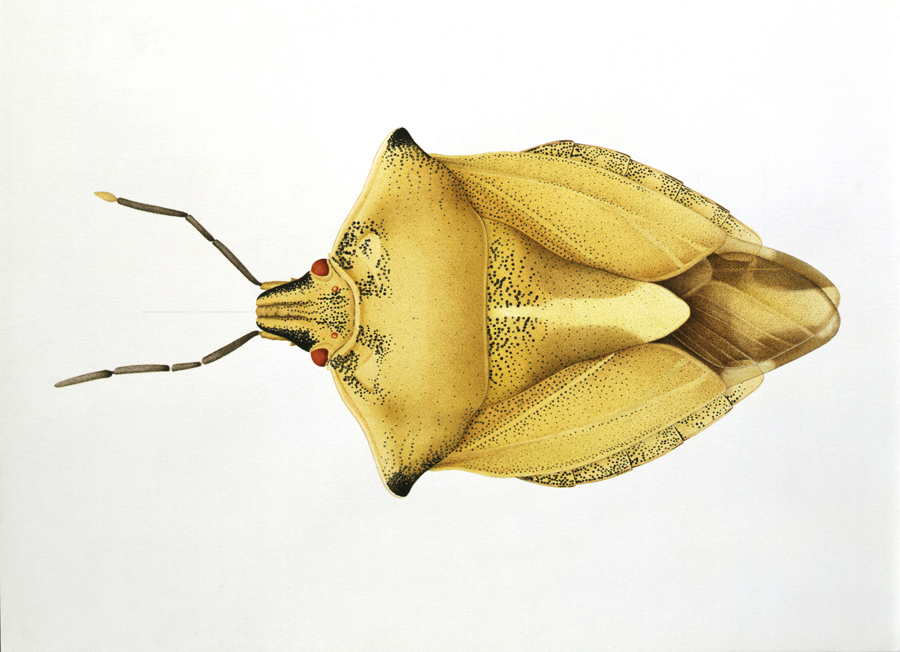 Tree bug from Slavoutich, Ukraine. Right feeler is disturbed. Watercolor, Zürich 1991.