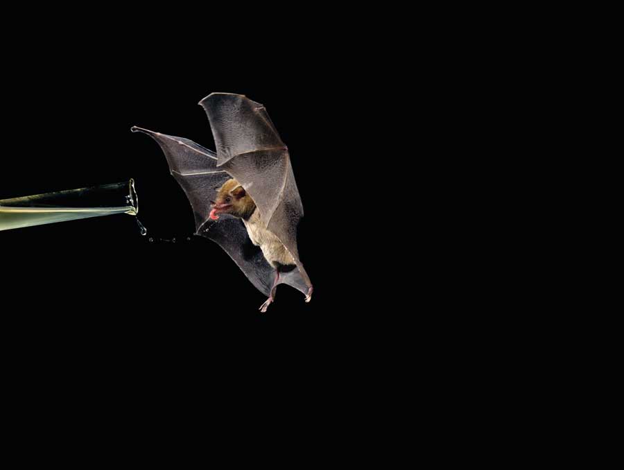 Taste of Nectar 2, 2008