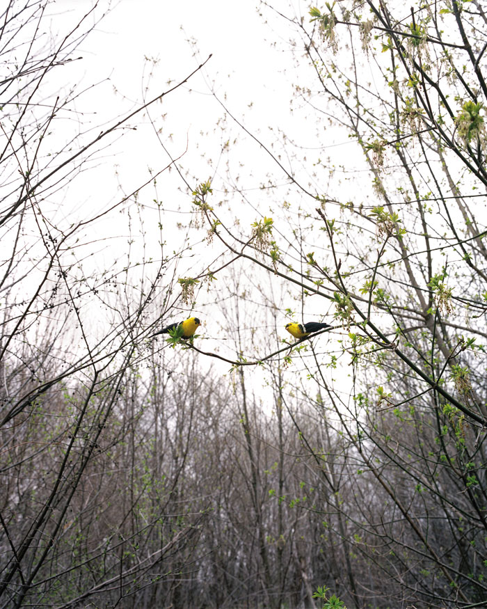 American Goldfinches
