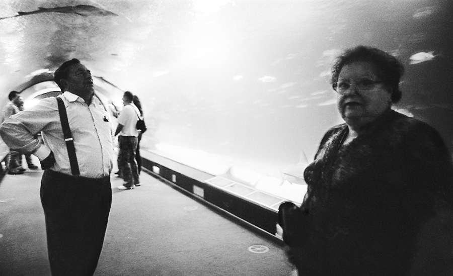 Under the sea, Valencia Aquarium, Spain, 2006