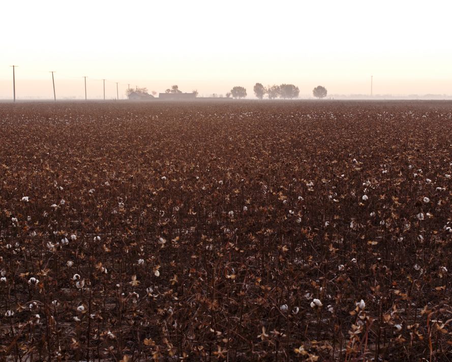 Boxing, Nov. 12, 2010: An industrial-scale cotton field, ripe for harvest, is lit by the morning light. (Photo by Toby Smith. Reportage by Getty Images.)