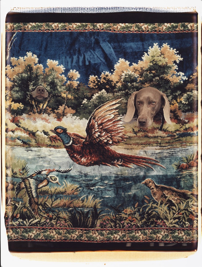 Bird Dog
Color Polaroid, 24