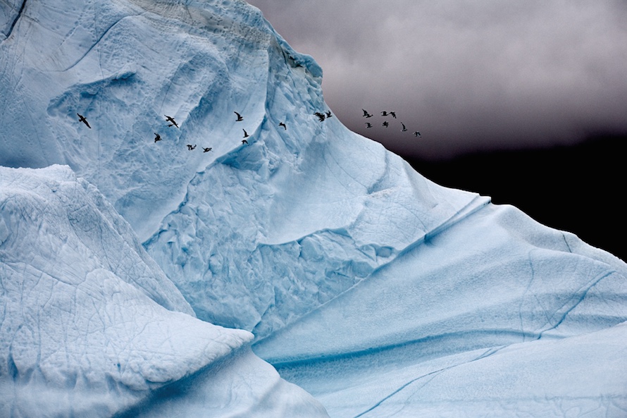 “As our ship passed by this iceberg, which stood some 300 feet out of the water, the birds were disturbed enough to leave their resting spots. I love the elephant-skin quality of the surface of this berg.” Iceberg Detail with Kittiwake Gulls, Eastern Greenland, August 2006.
