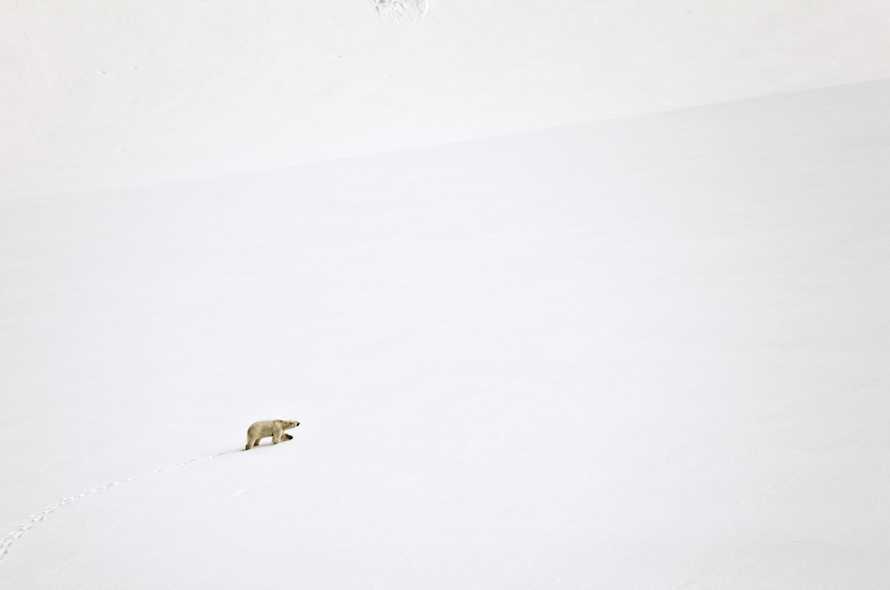 “This polar bear was making a perilous journey up and across a glacier. The polar bear’s incredible sense of smell will guide away and around treacherous crevasses. After his journey, I was relieved to see him down by the shore on the other side.” Polar Bear on Glacier, Svalbard, June 2009.