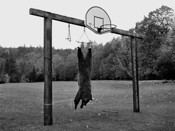 Bear Hanging, Rt. 30, 2003