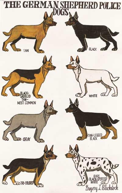 [The German Shepherd Police Dogs]