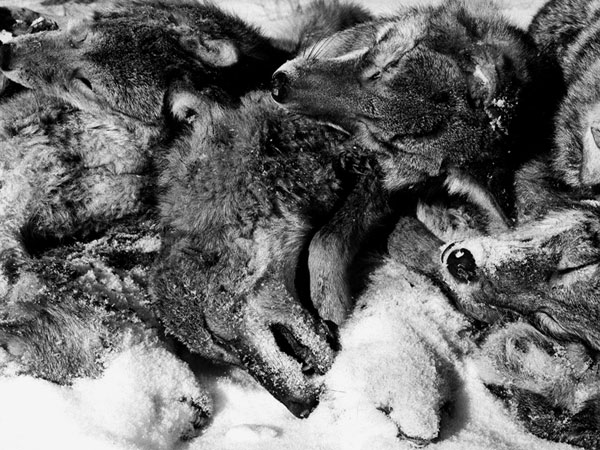 Coyote Derby, Orwell, 2004