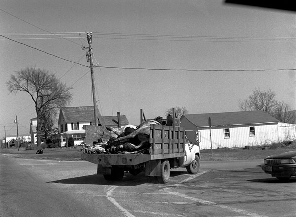 Cows in Truck, Whiting, 2003