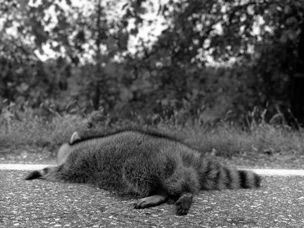 Raccoon, Rt. 30, 2005