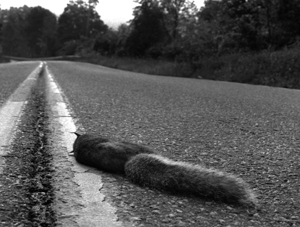 Squirrel, Rt. 73, 2005