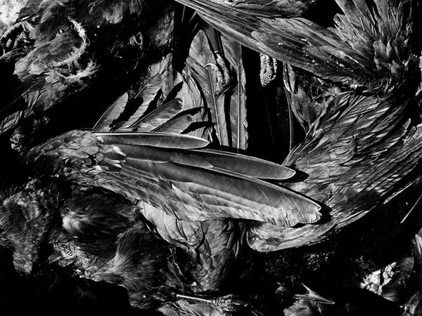 Crow Derby, Orwell, 2003