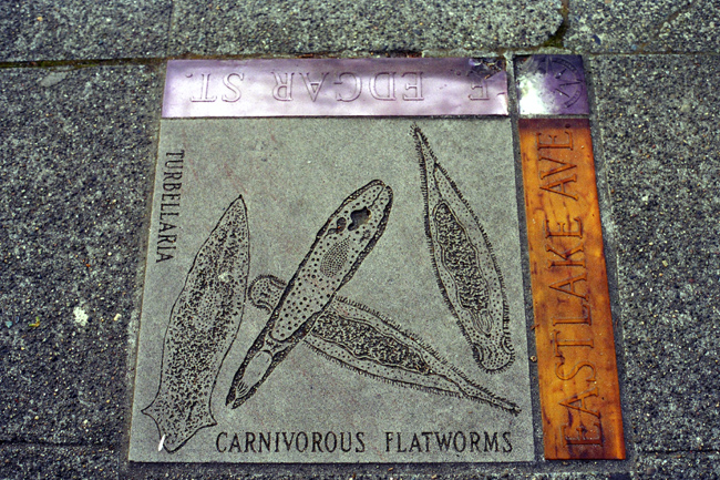 <b>Carnivorous Flatworms</b><br />The street corners on Eastlake Avenue have tiles honoring primitive forms of life. I don’t know why. Perhaps the Seattle City Council was bullied into doing it by the powerful paramecium lobby.<br /><br />
Man, if my high school mascot had been the Fightin’ Carnivorous Flatworms, I would have had a lot more school spirit.<br /><br />Mileage: 5.0 of 6.0