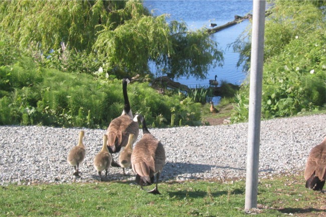 <b>Goose v. Duck</b><br />Ducks and geese peacefully coexist along this stretch of trail for nine months of the year, but when spring injects ducklings and goslings into the equation, they become abruptly territorial.<br /><br />
I like to imagine them engaged in a turf war <i>à la</i> West Side Story. I can almost hear the mallards singing:<br /><br />
<i>When you’re a duck<br />You’re a duck all the way<br />From the day you get hatched<br />Till you wind up pâté…</i><br /><br />Mileage: 1.5 of 6.0