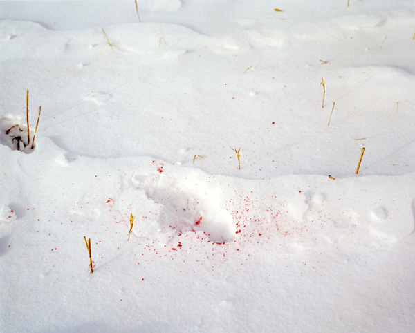 Hoof Track With Blood