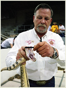 The head snake handler showing a Rattler’s fangs.