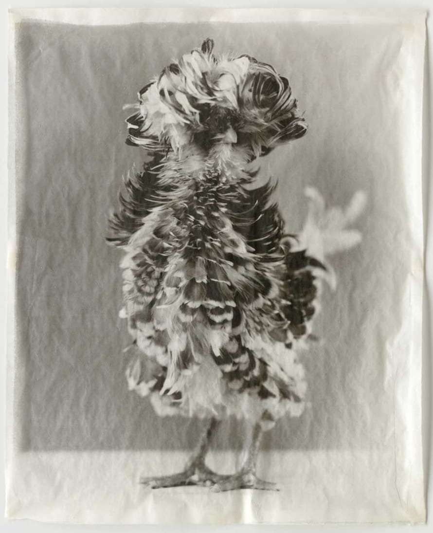 The Poultry and Raptor Suites