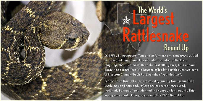 The World’s Largest Rattlesnake Round Up