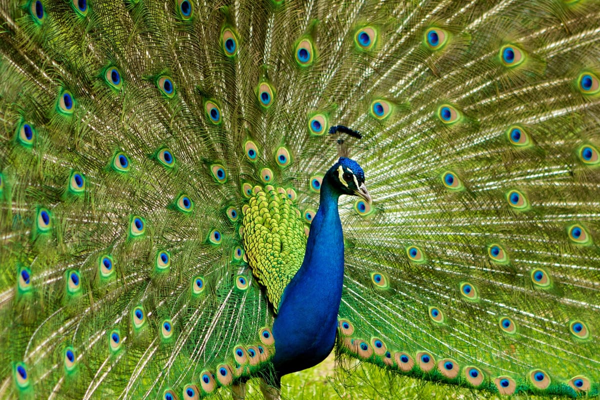 The World According to Brian Williams