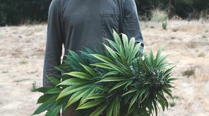 The Emerald Triangle