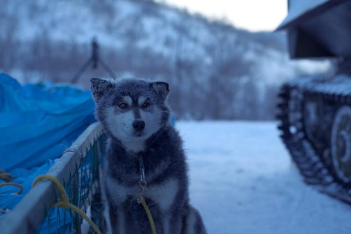 Twilight on the Tundra